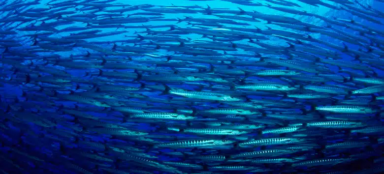 sustentabilidade-oceanos-evento-internacional-unesco