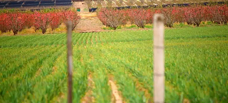 agrotoxico