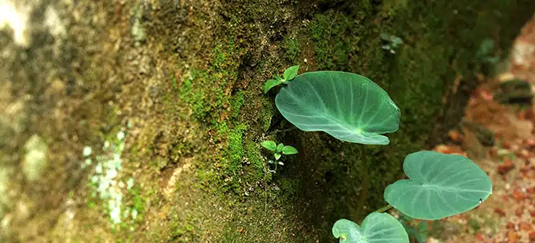 meio-ambiente