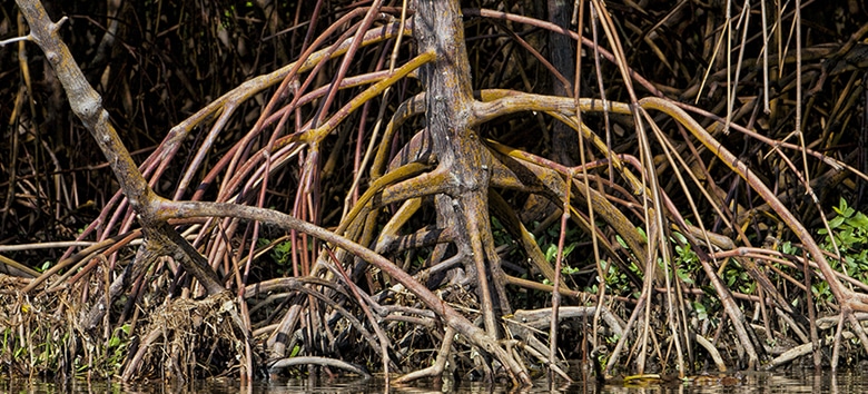 Leia mais sobre o artigo Poluição e avanço urbano ameaçam manguezais no Brasil