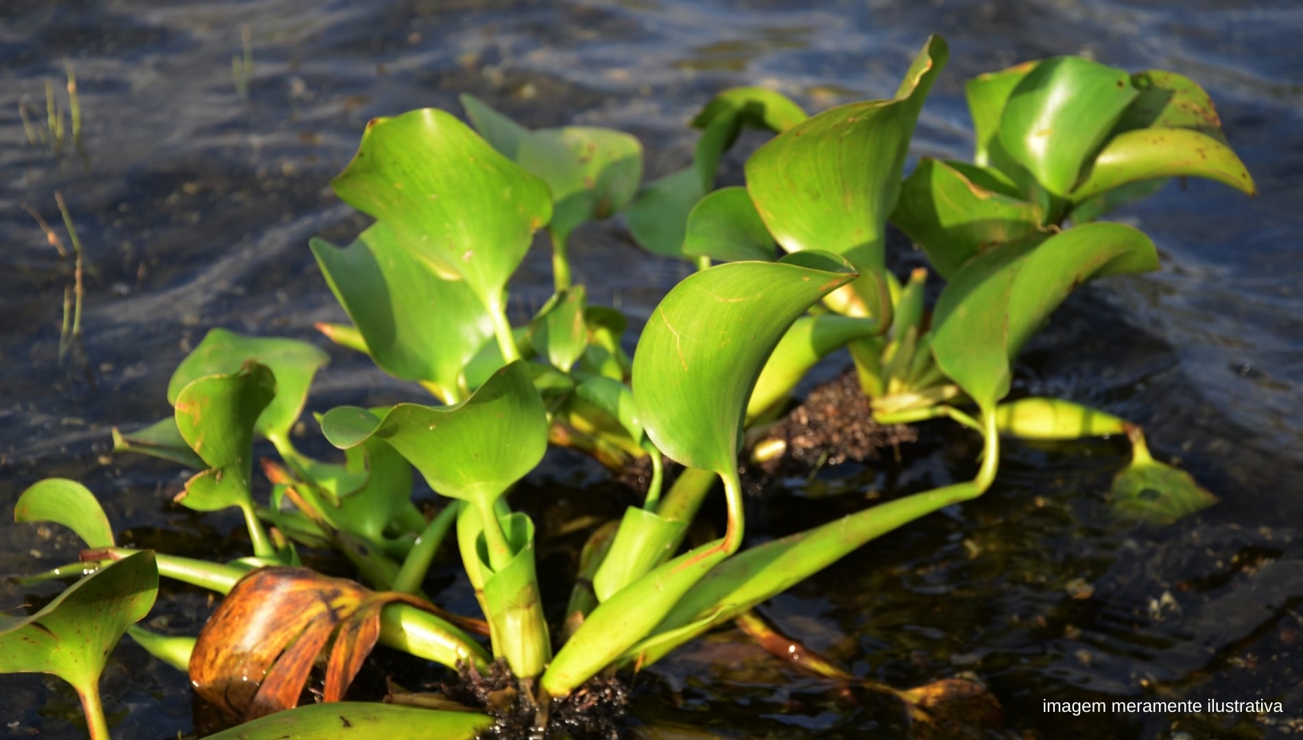 Leia mais sobre o artigo Plantas que se proliferam em água contaminada se alastram em lagoa de Maricá, no RJ