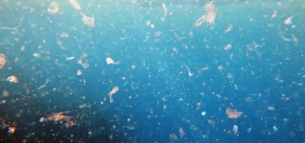microplasticos