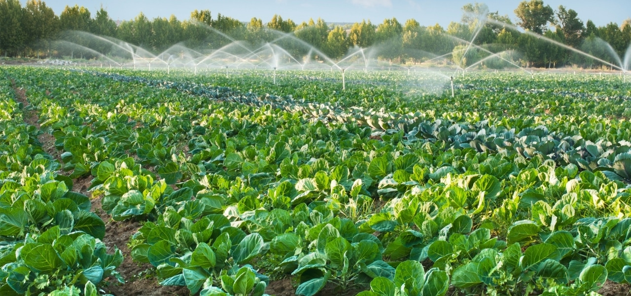 Leia mais sobre o artigo Gestão da agricultura irrigada é essencial, dizem especialistas em audiência da CDR