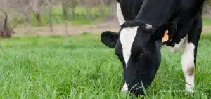pEcuaria