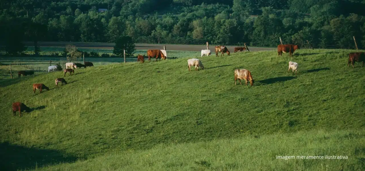 pecuaria