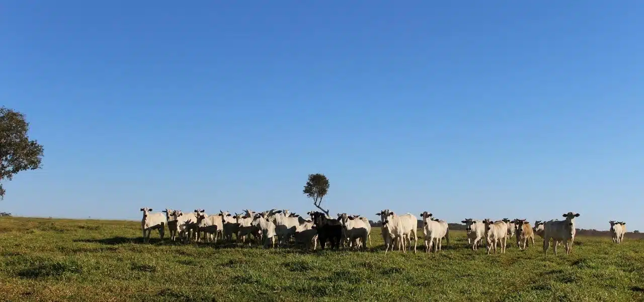 reciclagem-plasticos-pecuaria