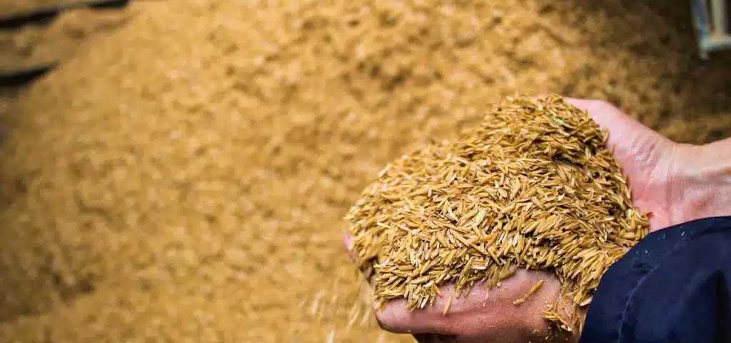 graos de arroz