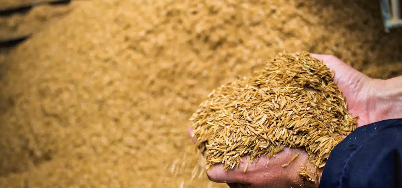 graos de arroz