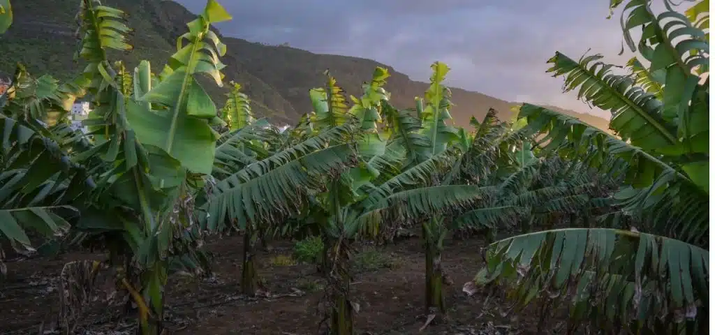 bananeiras