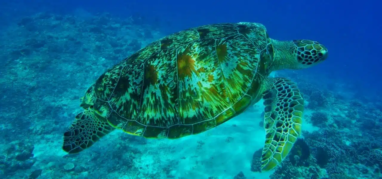 poluição marinha