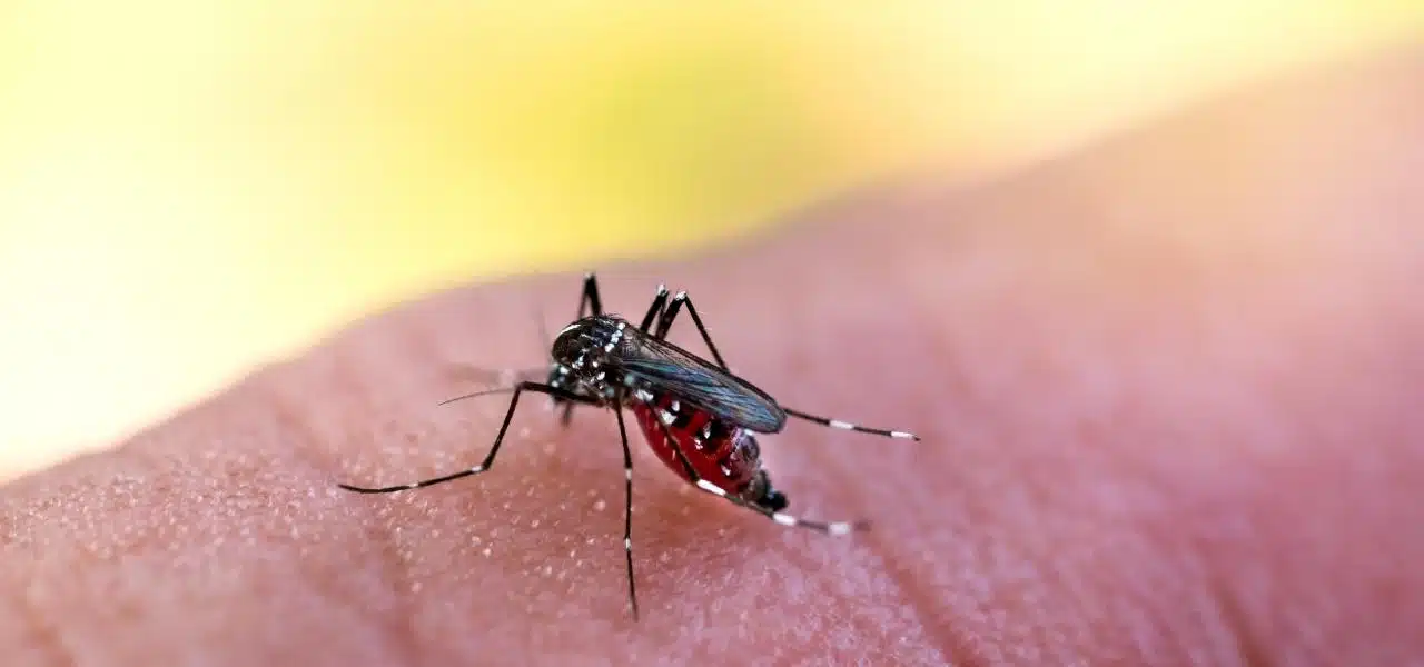 dengue