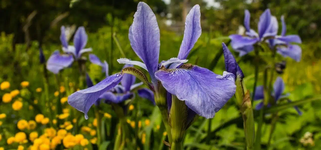 parque-orquideas
