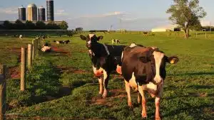 pecuaria leiteira