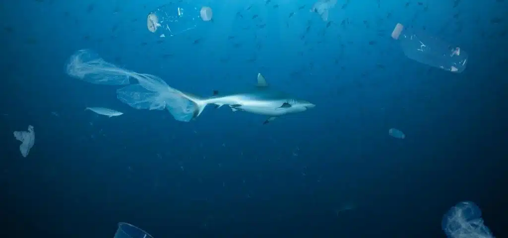 plastico-oceano