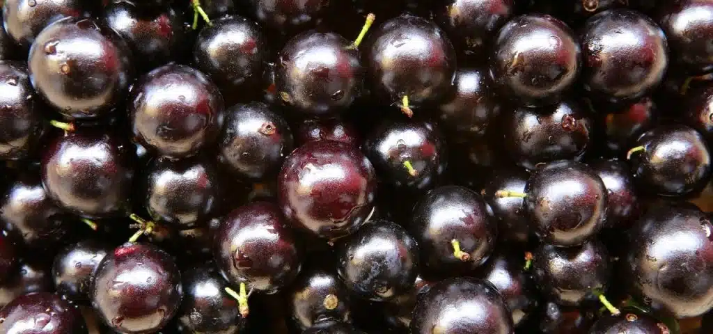 acai-bioenergia