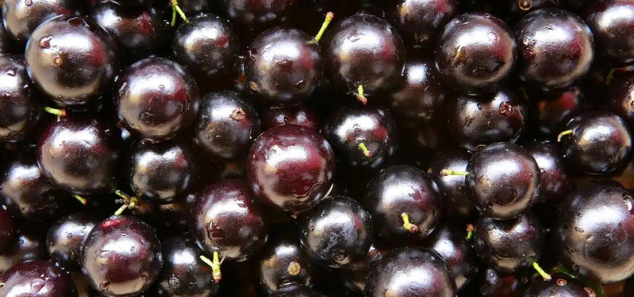 acai-bioenergia