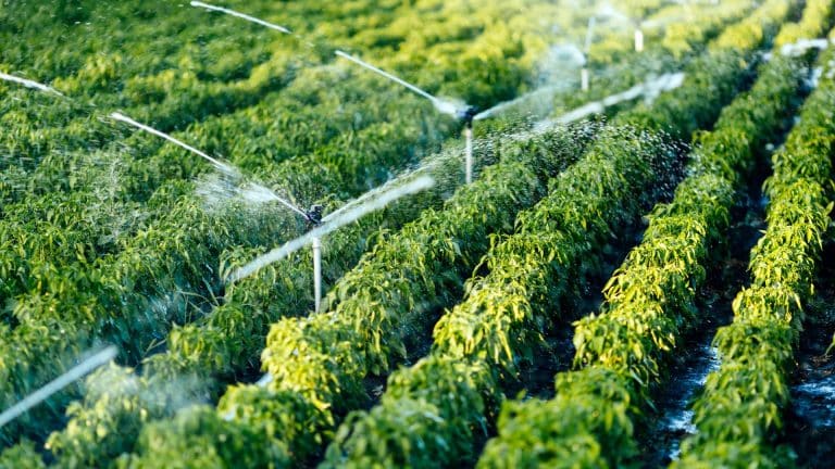 Reúso de água para irrigação