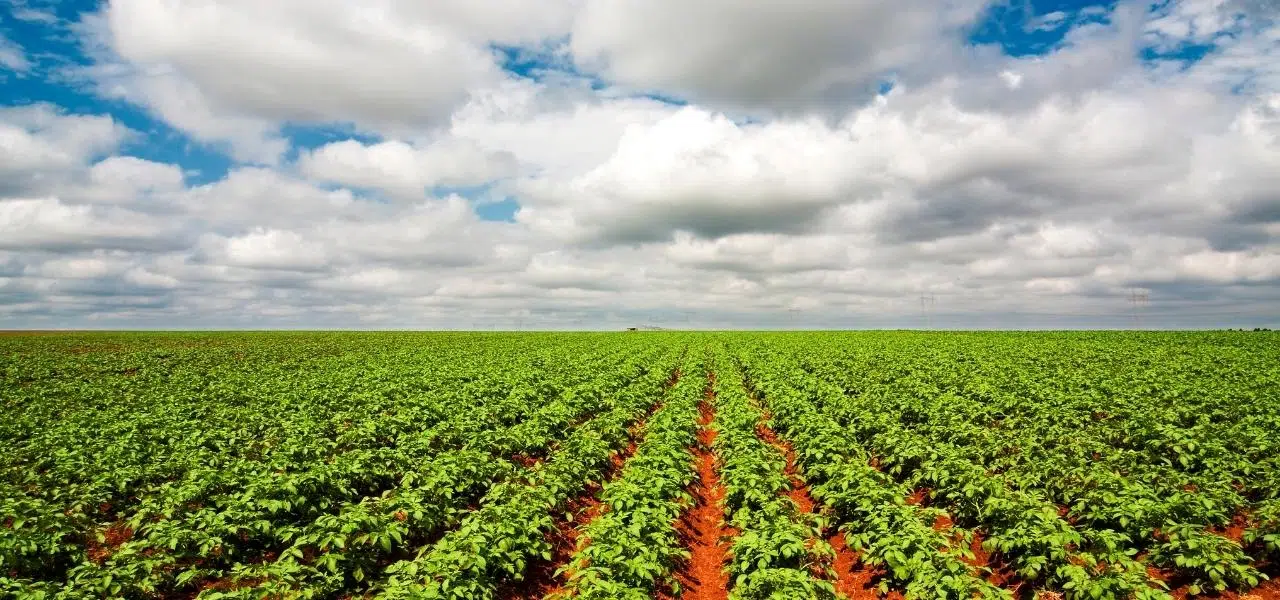 resíduos agroindustriais