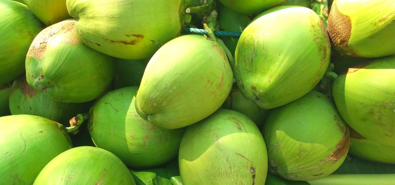 Unespar aproveitamento casca de coco verde
