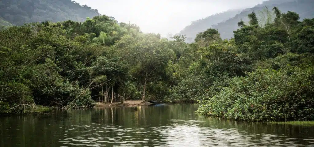 Mata Atlântica tem água de boa qualidade