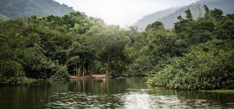 Mata Atlântica tem água de boa qualidade