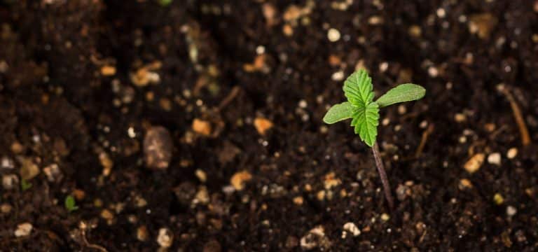 solo adubado com biocarvão