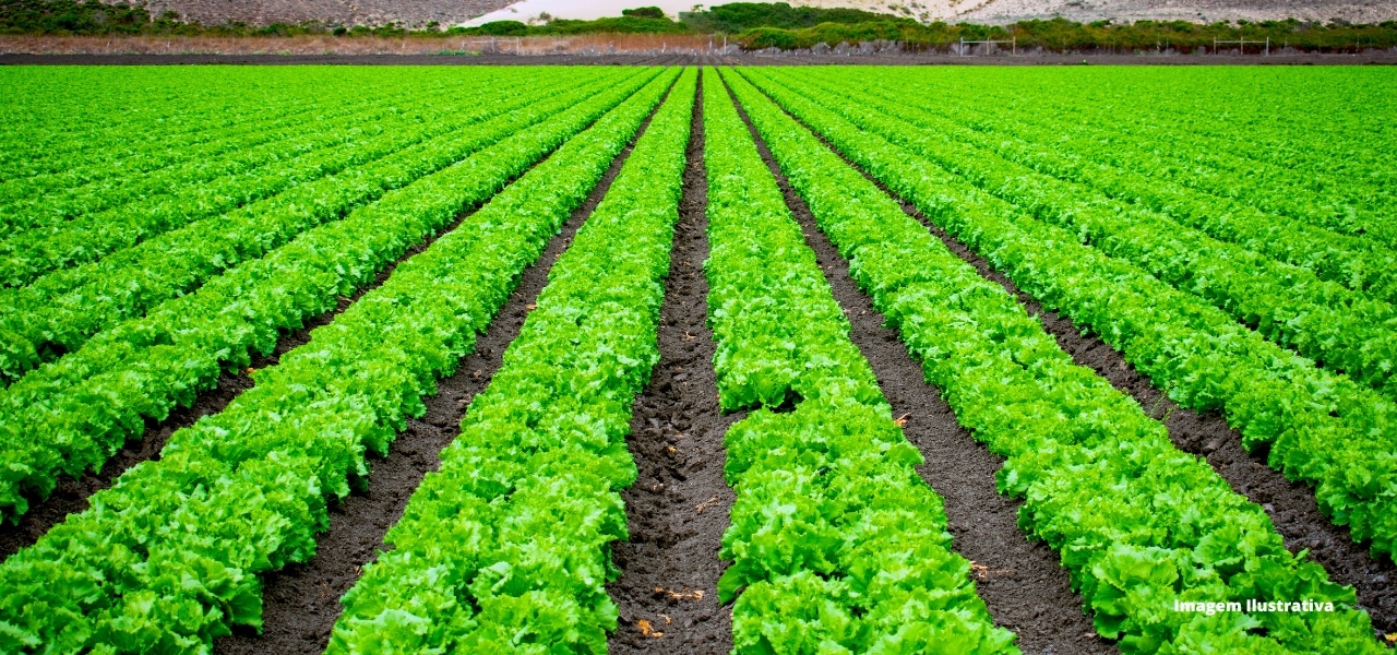 Leia mais sobre o artigo Biotecnologia: a base para uma agricultura mais sustentável