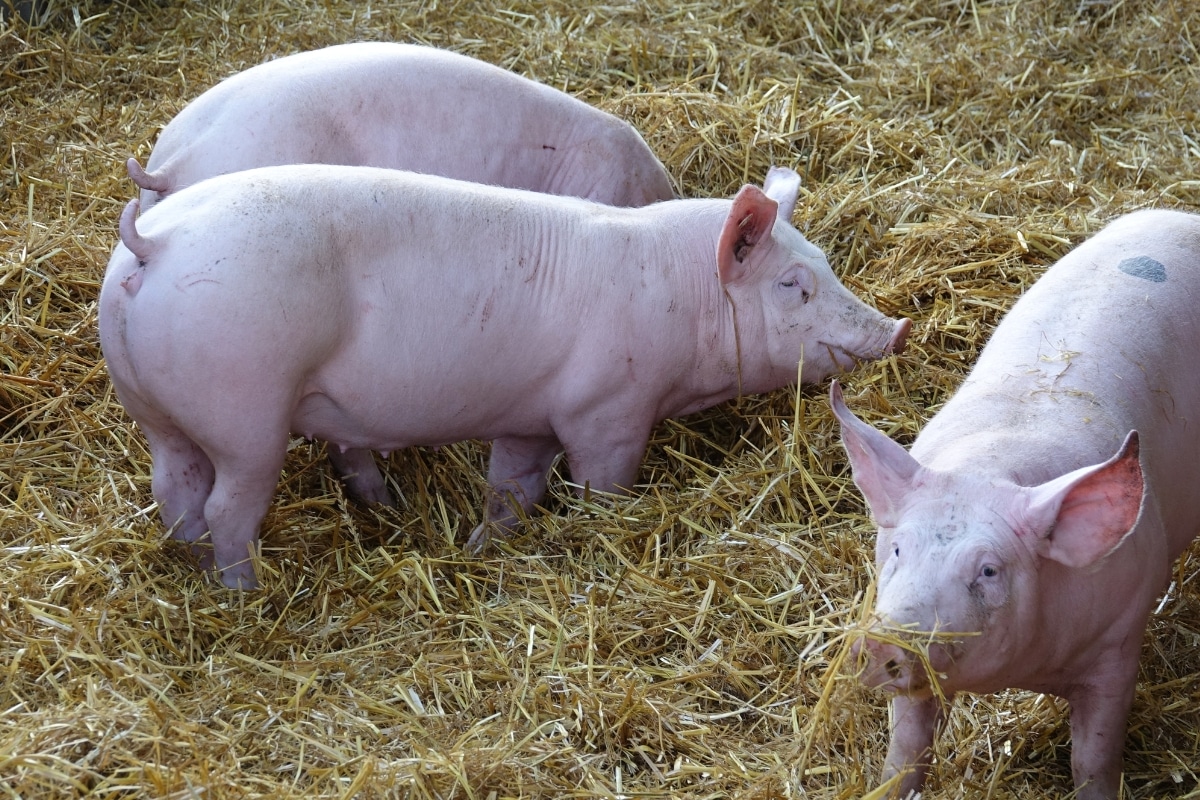 Leia mais sobre o artigo Estrume de porco vira energia elétrica na cidade que mais produz carne suína no Brasil