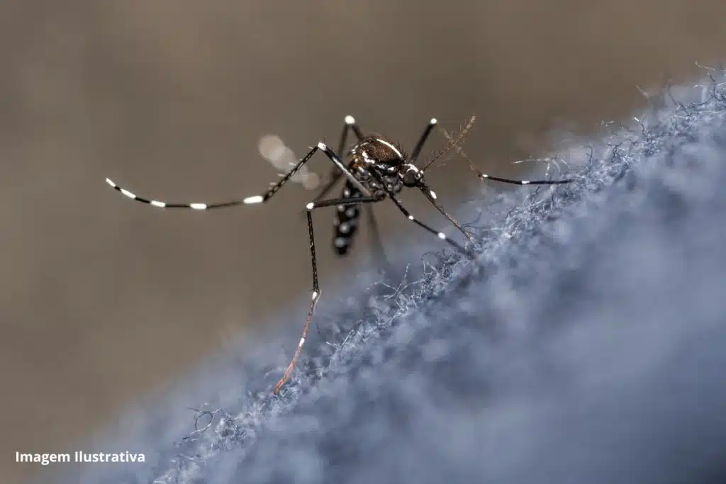 Brasil Dengue Saneamento