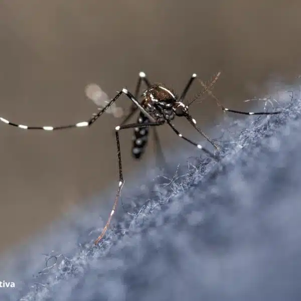 Brasil Dengue Saneamento