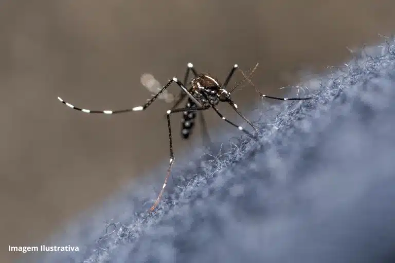 Brasil Dengue Saneamento