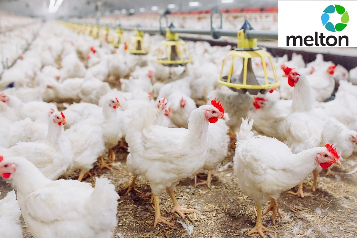 Leia mais sobre o artigo Empresa britânica transforma resíduos de aviário em energia renovável