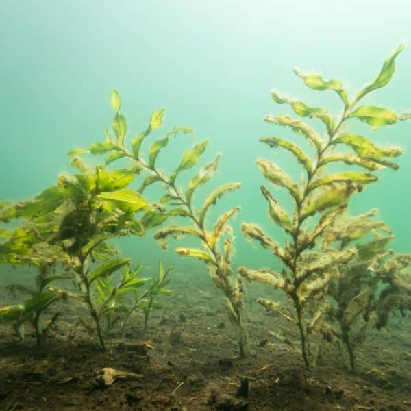 Solução Vegetação Aquática
