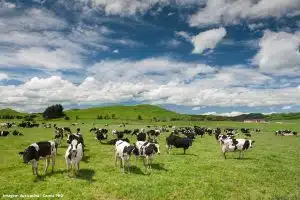 Projeto Aproveitamento Biogás