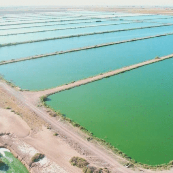 Transition Industries e Veolia