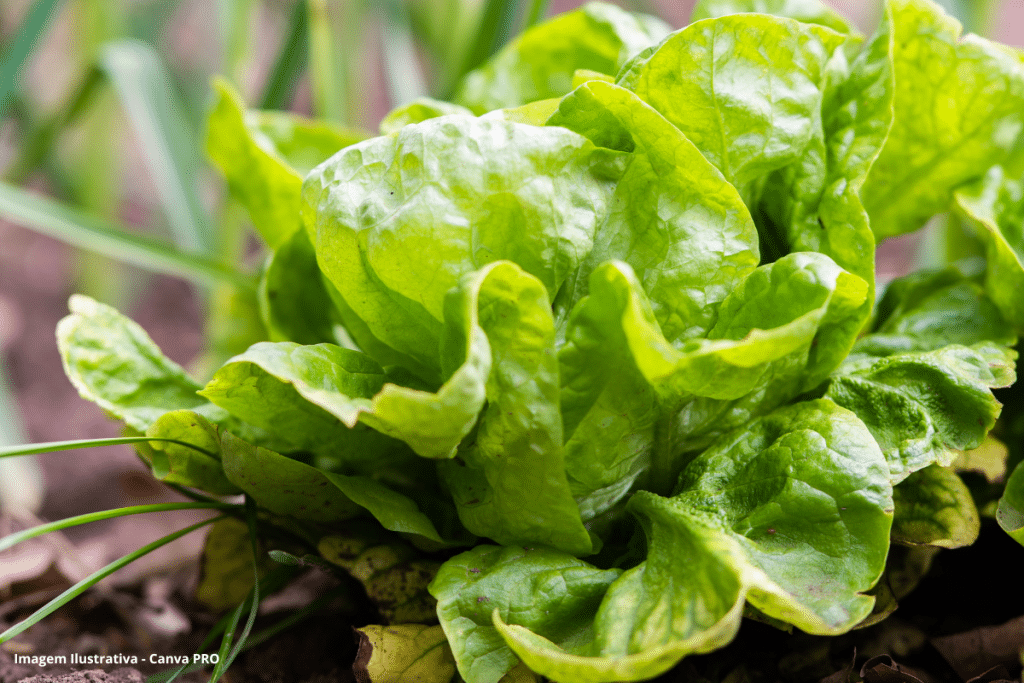 Avaliação Ecotoxicológica Lactuca Sativa