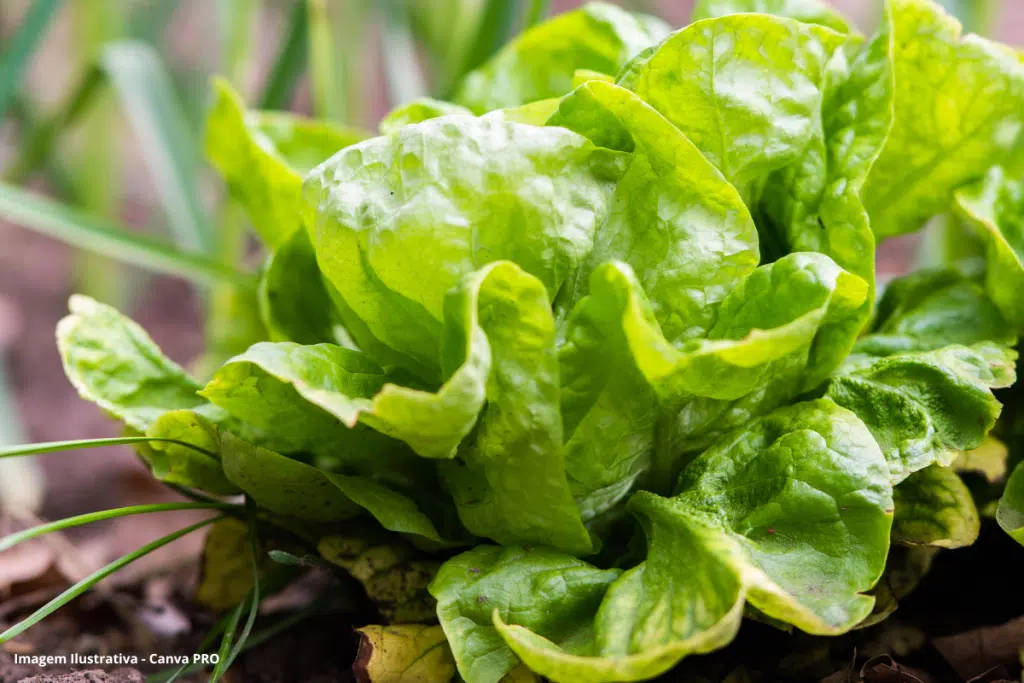 Avaliação Ecotoxicológica Lactuca Sativa