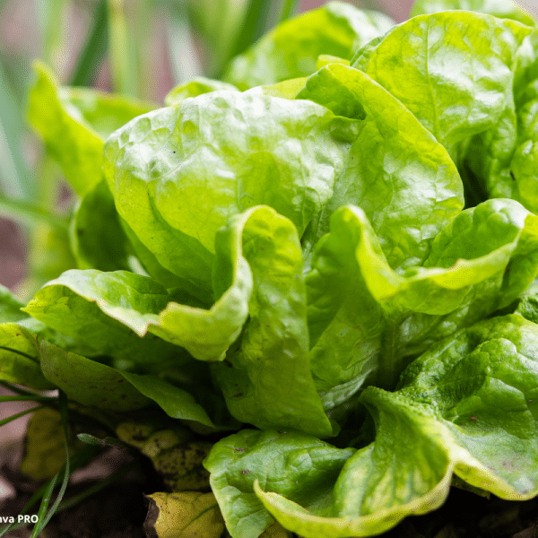 Avaliação Ecotoxicológica Lactuca Sativa