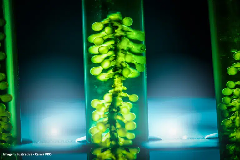 Microalgas Lagoa Eutrofizada