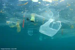 Impactos Plástico Oceanos