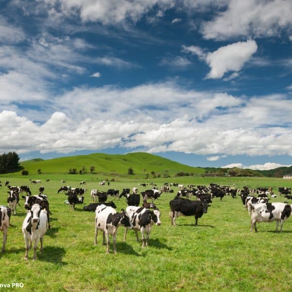 Bioplástico Resíduos Agropecuários