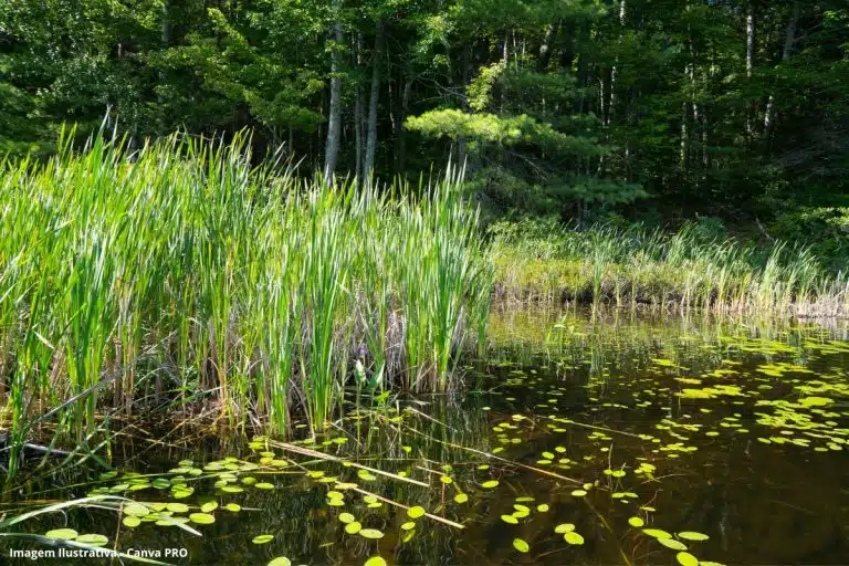 Tratamento Águas Residuais Wetland