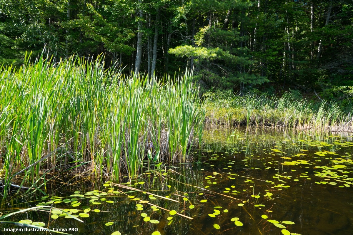 Tratamento Águas Residuais Wetland