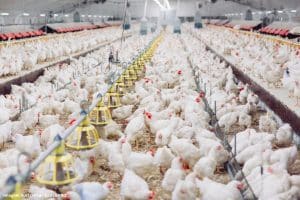 Tratamento Efluentes Avicultura