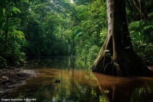 Preservar Igarapés Saneamento Manaus