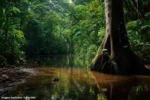 Preservar Igarapés Saneamento Manaus