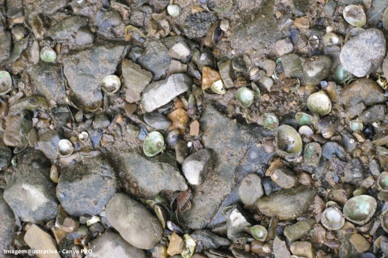 Agrotóxicos afetam sobrevivência de moluscos de água doce