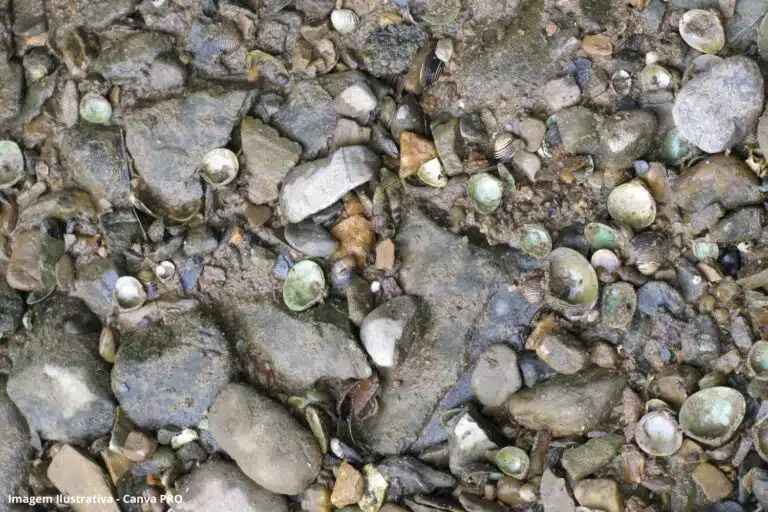 Agrotóxicos afetam sobrevivência de moluscos de água doce