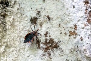 Doença Chagas Brasil