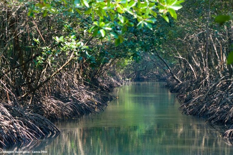 Carbono azul no radar do ESG por que investidores estão olhando para o oceano (1)